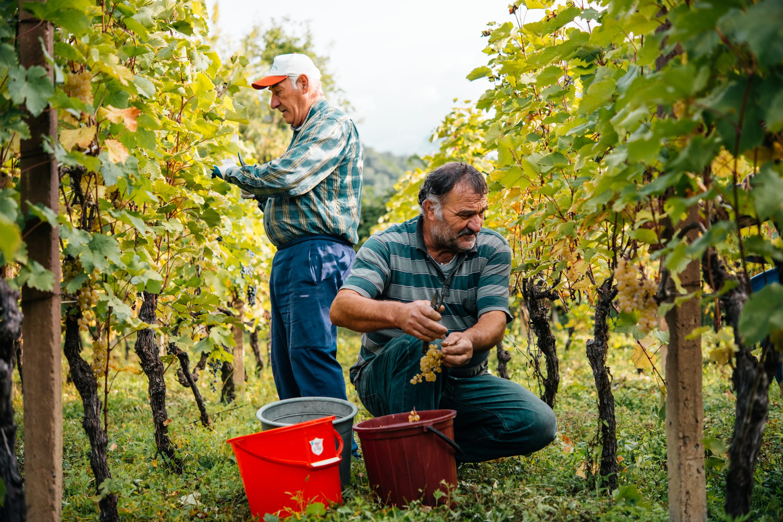 Georgian Rtveli Grapes Harvesting